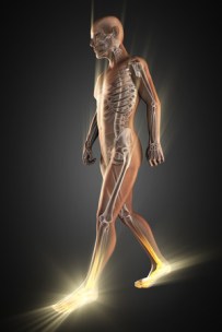 47279680 - human bones radiography scan image